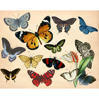 Butterfly for shoulder/backpack bag with panels.