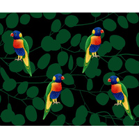 Lorikeets medium